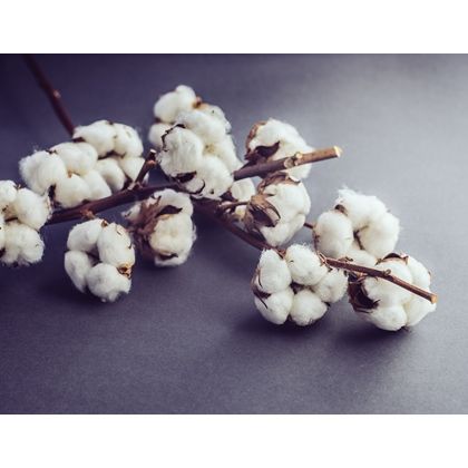 Raw Cotton Fiber