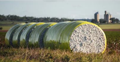 Cotton Bales