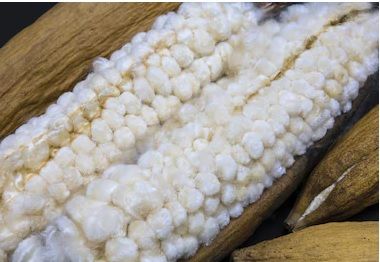 Kapok Fibre