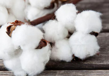 Cotton Fibre