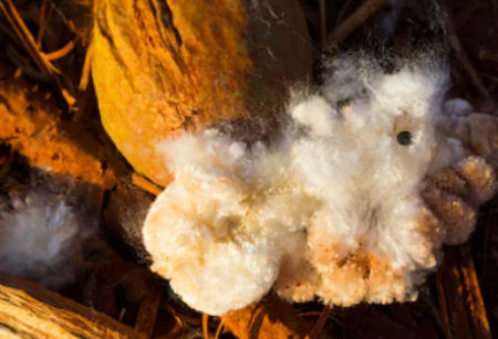 Kapok Fibre