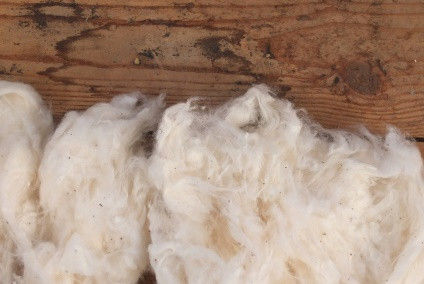 Cotton Fibre