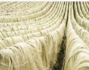 Sisal Fibre