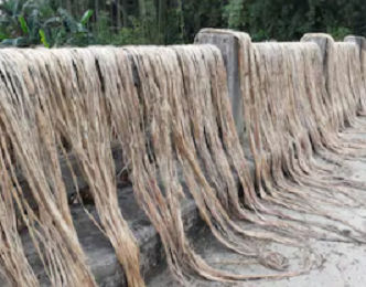 Raw White Jute Fibre