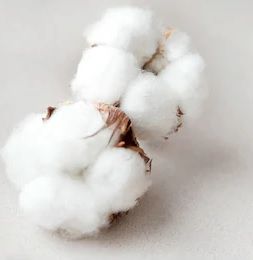 Cotton Fibre