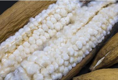 Kapok Fibre