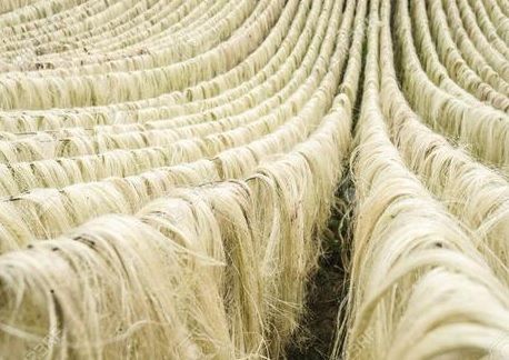 Sisal Fibre