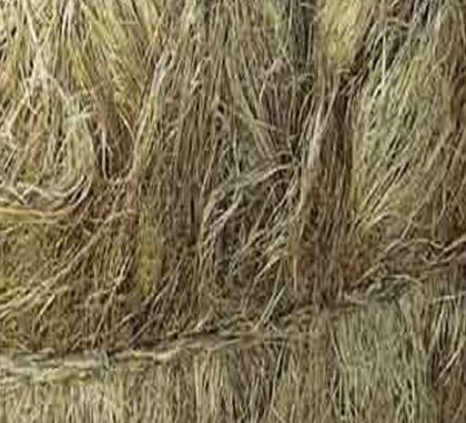 Hemp Fibre