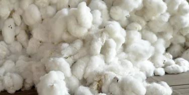 Raw Cotton Fibre