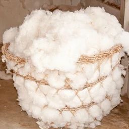 Cotton Fibre