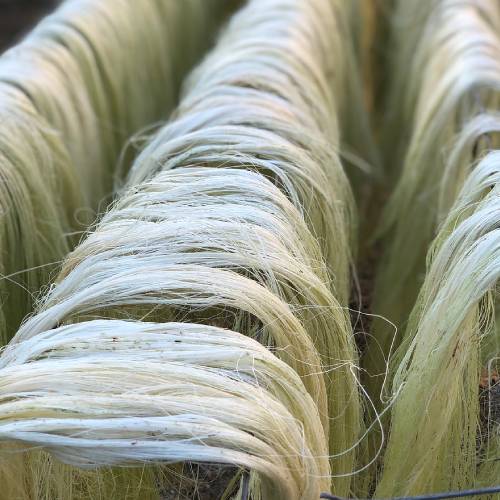 Sisal Fibre