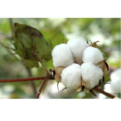 Cotton Fiber