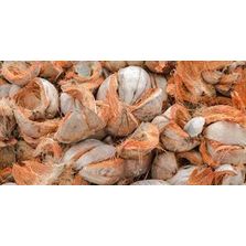 Coconut Coir 