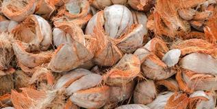 Coir / Coconut Fibre-Natural