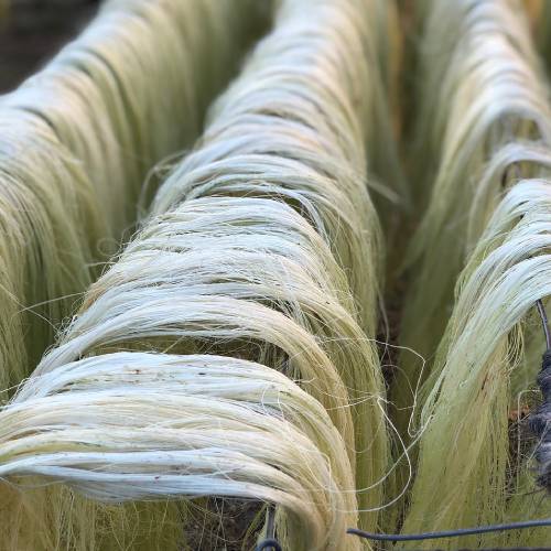 Sisal Fibre