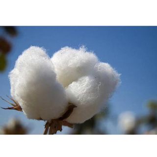 Cotton Fibre