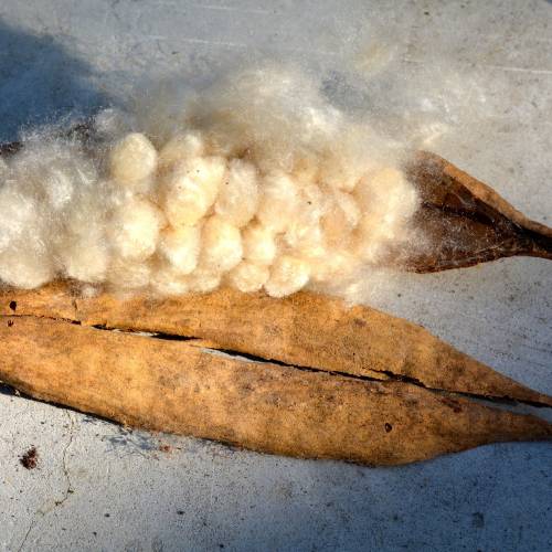 Kapok Fibre