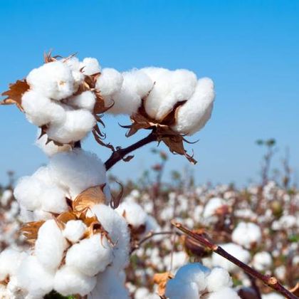 Raw Cotton Fibre