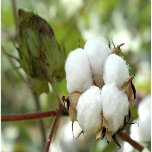 Cotton Fiber