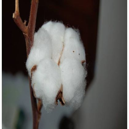 Cotton Fiber