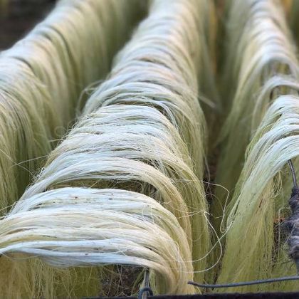 Sisal Fibre