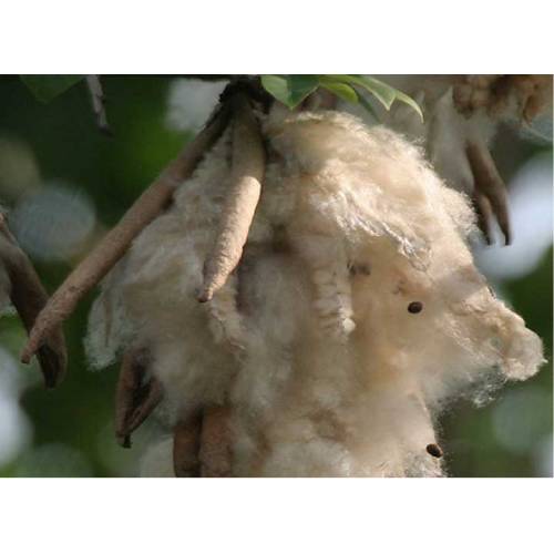 Kapok Fibre