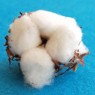 Cotton Fibre