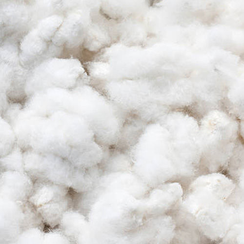 Natural Cotton Fibre