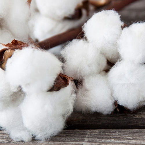 Raw Cotton Fibre