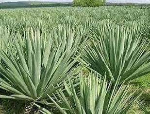 Natural Sisal Fibre