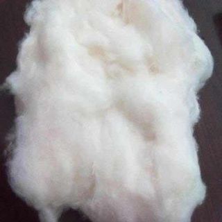 Natural White Cotton Fibre