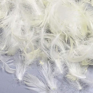 White Goose Feather