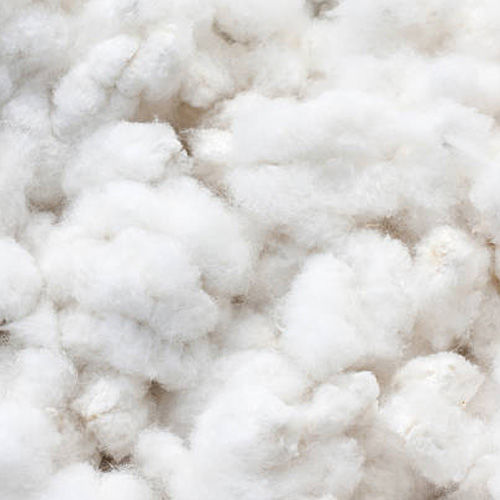 Raw Cotton Fibre