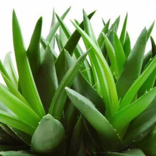 Natural Aloe Vera Fibre