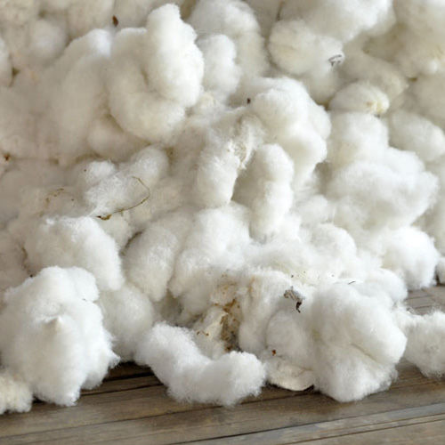 Raw Cotton Fibre