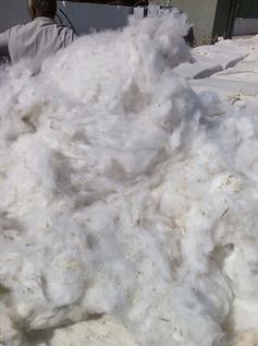Natural Cotton Fibre