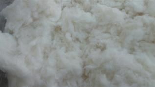 Natural Cotton Fibre