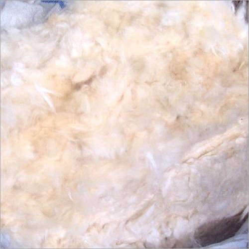 Natural Yellow Kapok Fibre