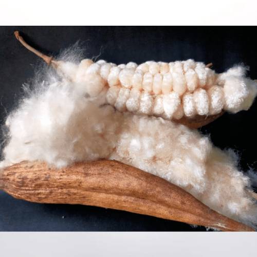 Natural Kapok Fibre