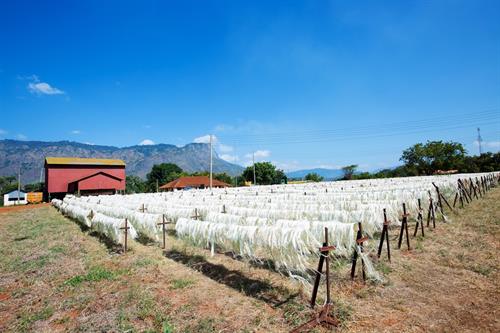 Sisal Fibre-Natural