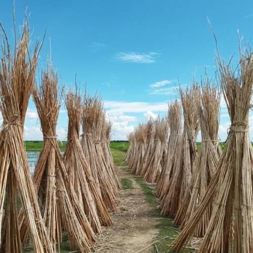 Jute Natural Fibre