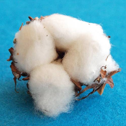Shankar 6 Cotton Fibers