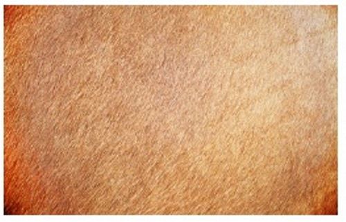 Sheep Finished Leather