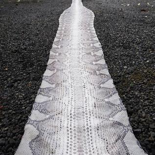 Dragon Finished Leather