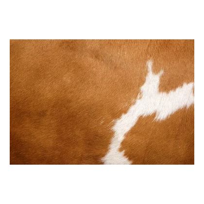 Cow Hide