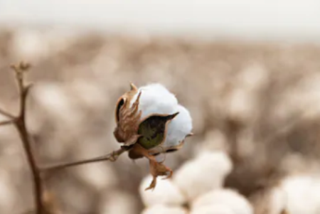 Sustainable Cotton Fabric