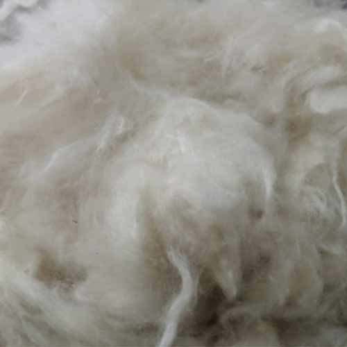 Natural Kapok Fibre waste