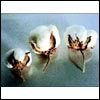 Greige, 28mm, -, For yarn knitting