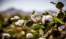 Fondazione Industrie Cotone e Lino becomes ICA associate