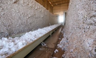 USDA cuts global cotton output, ending stocks in...